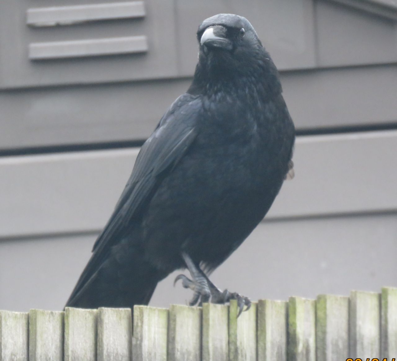  Carrion Crow 